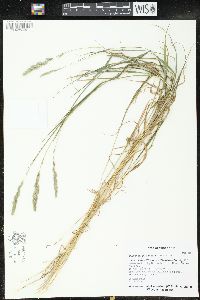 Muhlenbergia glomerata image