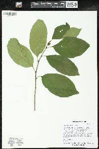 Rhamnus alnifolia image