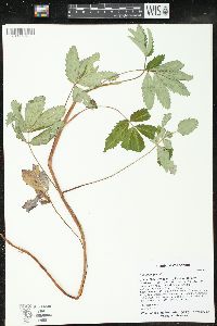 Comarum palustre image