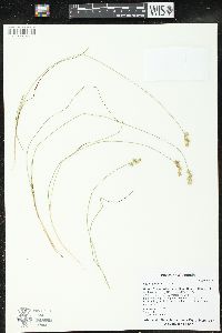 Carex echinata image