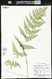 Dryopteris × triploidea image