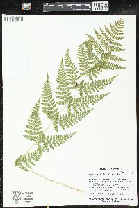 Dryopteris × triploidea image