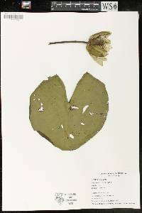 Image Associated With the Occurence