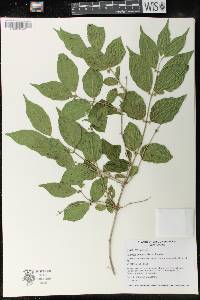 Lonicera maackii image