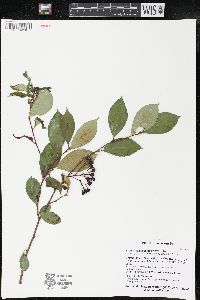 Aronia melanocarpa image