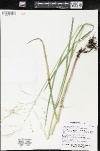 Glyceria canadensis image