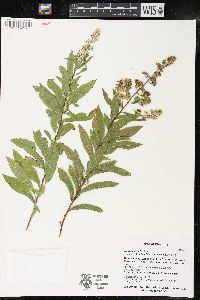 Spiraea alba image