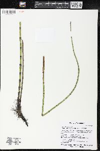 Equisetum fluviatile image