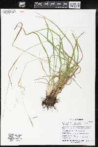 Carex debilis var. rudgei image