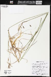 Carex magellanica var. irrigua image