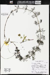 Bidens beckii image