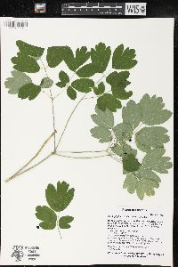 Caulophyllum thalictroides image