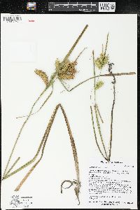 Carex retrorsa image