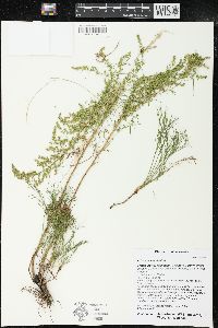 Artemisia campestris image