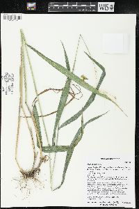 Elymus hystrix image