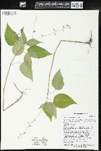 Circaea canadensis image