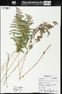 Thelypteris palustris var. pubescens image