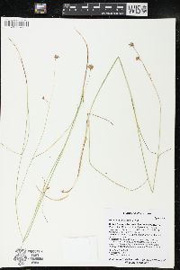 Rhynchospora alba image