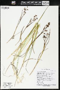 Scheuchzeria palustris image