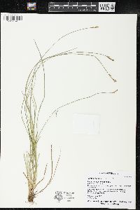 Carex bromoides image