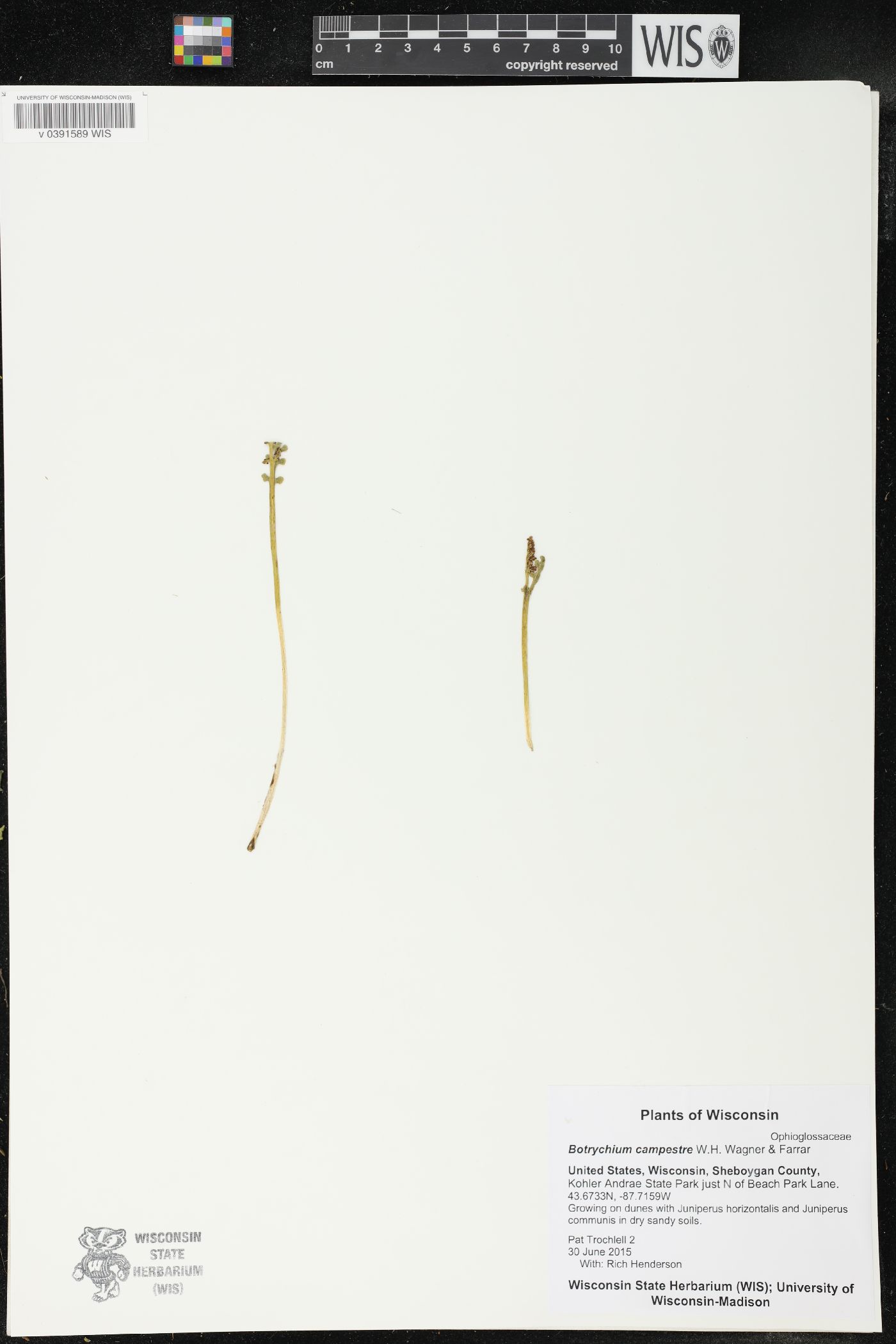 Botrychium campestre image