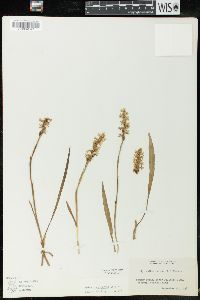 Spiranthes cernua image