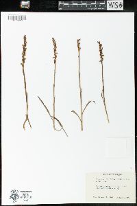 Spiranthes casei image