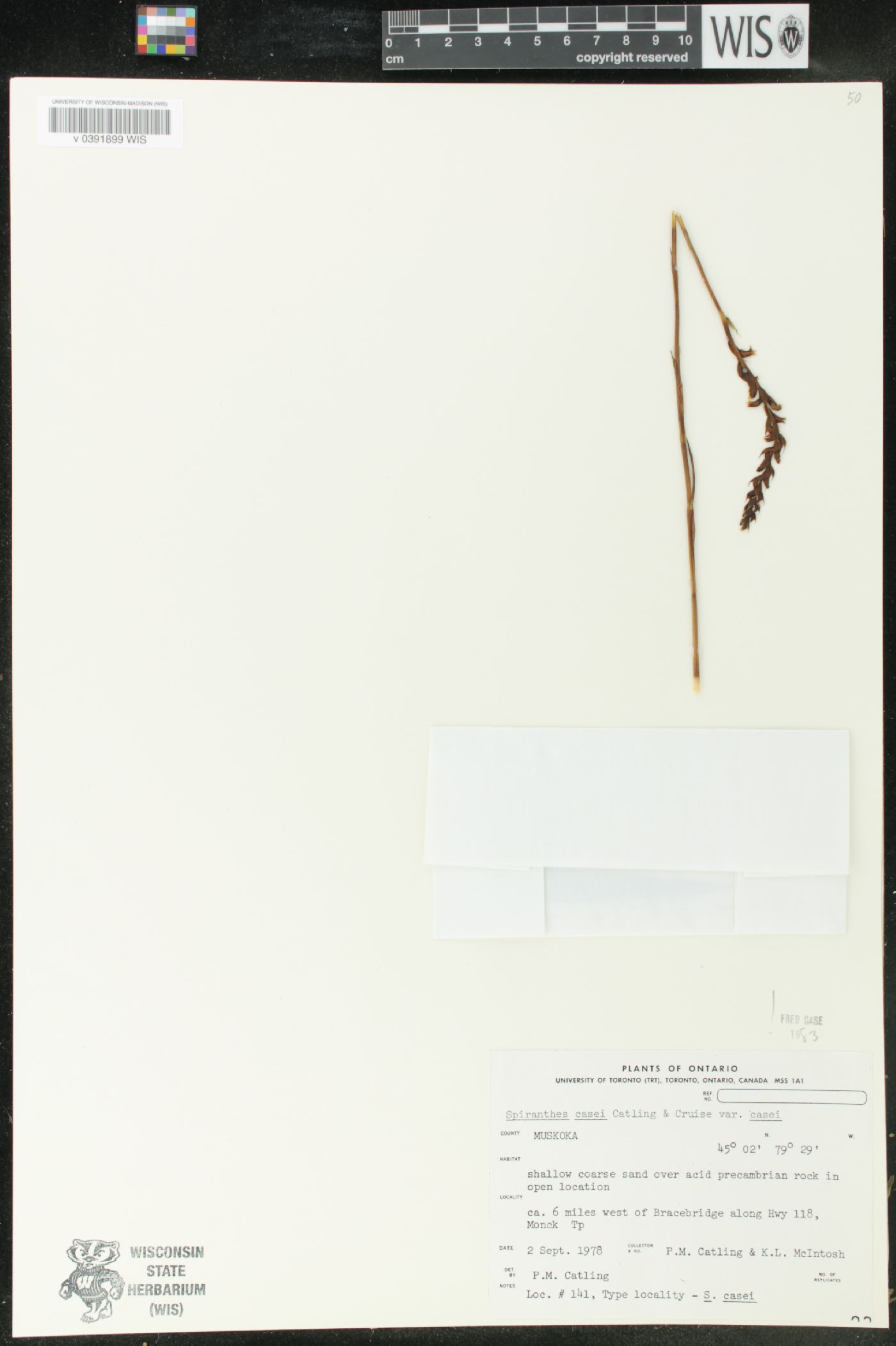 Spiranthes casei image