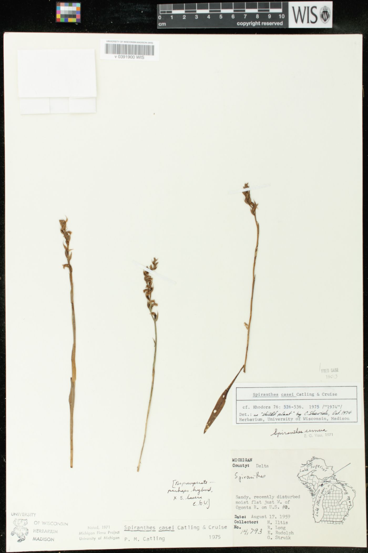 Spiranthes casei image