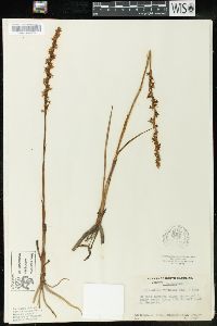 Spiranthes vernalis image