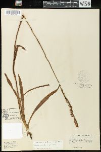 Spiranthes vernalis image