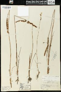 Spiranthes vernalis image