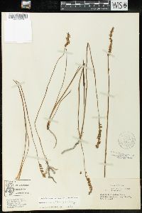 Spiranthes vernalis image