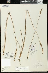 Spiranthes vernalis image
