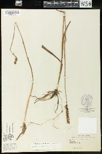 Spiranthes vernalis image