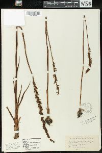 Spiranthes vernalis image