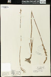 Spiranthes vernalis image