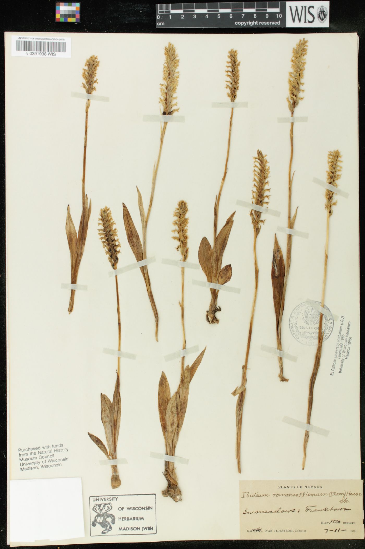 Spiranthes porrifolia image