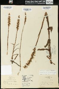 Spiranthes lacera image