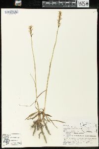 Spiranthes romanzoffiana image