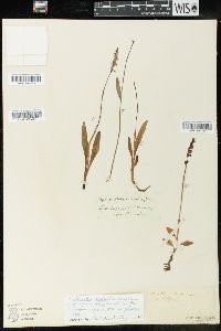 Pogonia ophioglossoides image