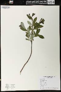 Salix planifolia image