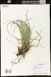 Carex pedunculata image