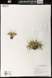 Cyperus squarrosus image