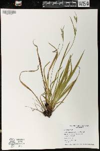 Carex leptonervia image