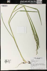 Glyceria canadensis image