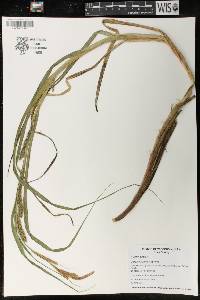 Carex atherodes image