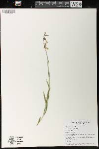 Penstemon gracilis image