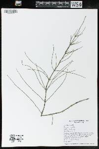 Equisetum palustre image