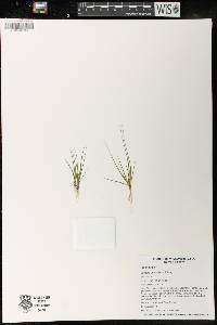 Juncus pelocarpus image